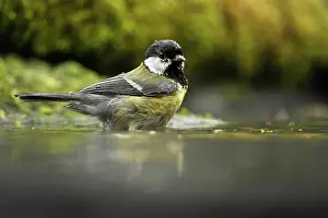 Waterdrops: Great Tit
