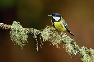 Veluwe: Great Tit