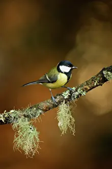 Veluwe: Great Tit