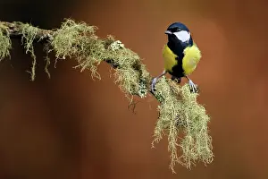 Veluwe: Great Tit