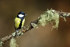 Veluwe: Great Tit
