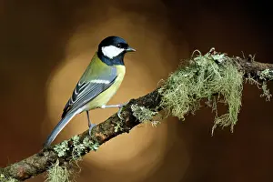 Veluwe: Great Tit