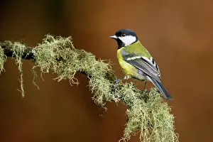 Veluwe: Great Tit