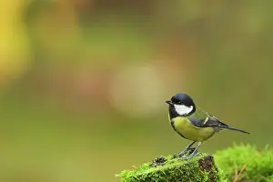 Utrecht: Great Tit