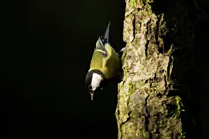 Eindhoven: Great Tit