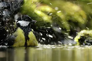 Waterdrops: Great Tit