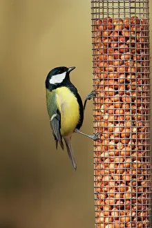 Major: Great Tit