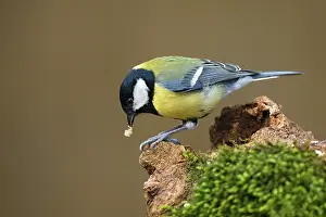 Major: Great Tit