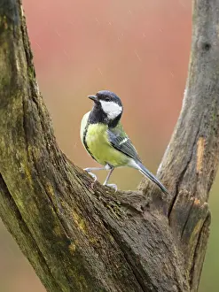 Major: Great tit