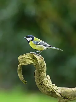 Major: Great tit
