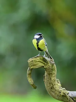 Major: Great tit