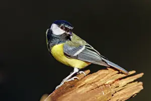 Major: GREAT TIT