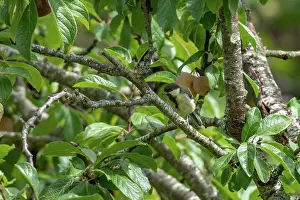 Jeune: GREAT TIT