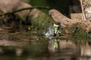 Bain: GREAT TIT