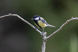 Passereau: GREAT TIT