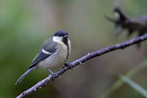 Passereau: GREAT TIT