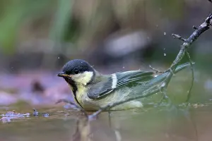 GREAT TIT