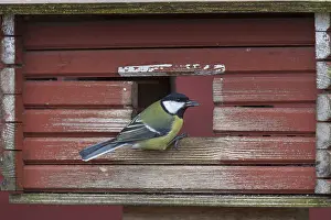 200617: Great Tit - adult bird at a feeding place in winter - Sweden