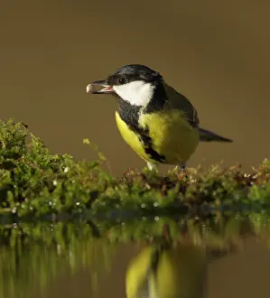 Cheeks: Great Tit - adult female perched on moss with seed
