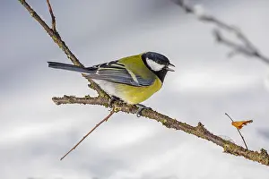 Chirping: Great Tit - adult great tit sitting on a twig in