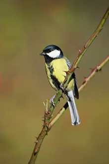 Identified: Great Tit - Adult Male, identified by wide black