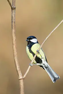 Identified: Great Tit - Adult Male, identified by wide black