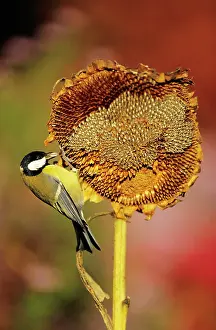 Ripened: Great TIT - Adult on ripened sunflower head