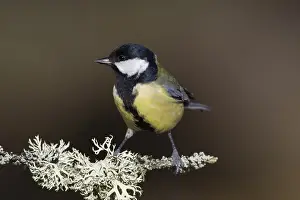 Cairngorms: Great Tit - adult tit perched on branch - Scotland