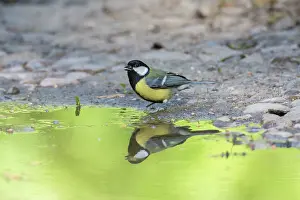 140621: Great Tit - adult tit standing in water - Germany