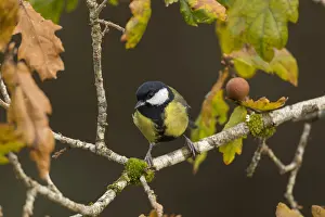 120219: Great Tit - Autumn - Cornwall - UK