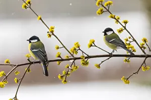 Cornelian: Great Tit - two birds perched on flowering Cornelian