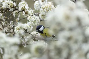 Blackthorn: Great Tit - on Blackthorn Blossom - Cornwall - UK