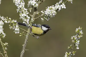 160118: Great Tit - on Blossom - Cornwall - UK