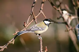 Nancy Jennings: GREAT TIT ON BRANCH