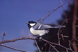 Tits: GREAT TIT - on branch