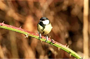 Tits: GREAT TIT - on branch