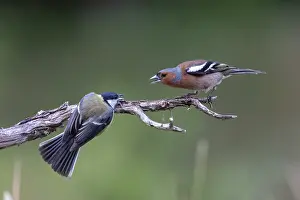 Passereau: GREAT TIT AND COMMON CHAFFINCH
