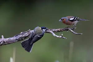 Passereau: GREAT TIT AND COMMON CHAFFINCH