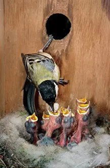Nestbox: Great Tit - entering nestbox and feeding begging chicks