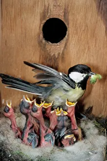 Nestbox: Great Tit - entering nestbox and feeding caterpillar