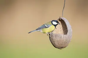 Feeder: Great Tit feeder