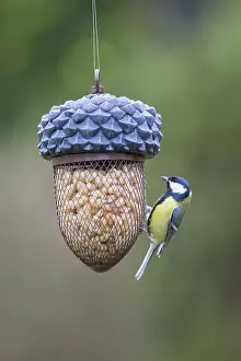 Feeder: Great Tit feeder
