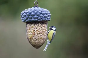 Feeder: Great Tit feeder