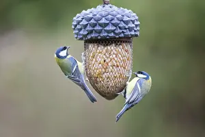 Feeder: Great Tit feeder