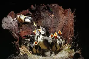 Monica Goth: GREAT TIT - Feeding well-feathered young