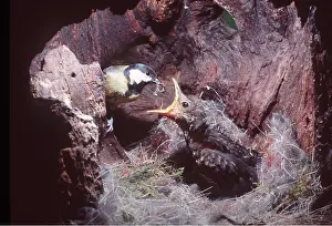 Size: Great TIT - feeds blackbird chick