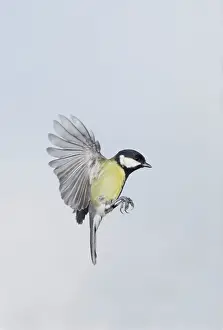 Major: Great Tit - in flight