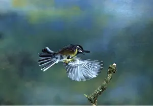 Tits: GREAT TIT - in flight, about to land
