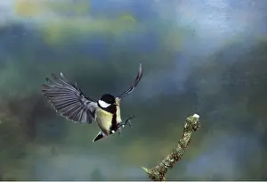 Tits: GREAT TIT- in flight, about to land