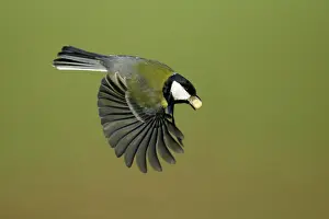 Peanuts: Great Tit - In flight with peanut in bill